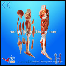 HR / A11308 MUSKELN VON LEG MIT HAUPTBEHÄLTERN UND NERVEN, MUSCLE ANATOMY MODELL